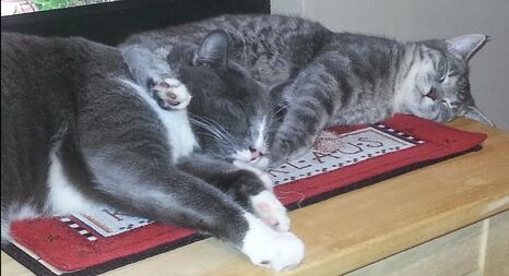 Two entwined gray cats sleeping on a Christmas mat